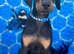 KC registered health tested Dobermann puppies