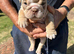 Stunning Rare silver/ lilac Bulldog Puppies