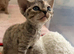 Rehomed for your love & happiness