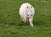 Cremello 2 year old colt