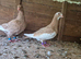 Pigeons