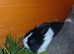 Gorgeous wee Lionhead/Dutch cross babies