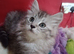 Maine Coon kittens. Mother is TICA registered.