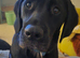 Nervous 2yr old male black lab cross