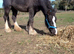 Beautiful dun bay filly 4 white socks to make 14.2