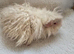4/5 Month Lunkarya Boar