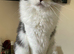 Persian Ragdoll and I can’t own a cat anymore due to my landlord please if someone wants him he’s all clear