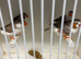 Finches for Sale