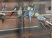 Adult Grey Cock Cockatiels