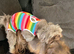 Stud only Imperial Lilac Dobie Shih Tzu Stud