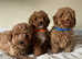 Stunning Cavapoochon puppies