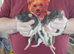2 extremely tame male rats and cage