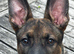 German shepherd Puppy 5 months