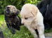 Golden Shepherd puppies