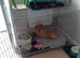Red lab girl Rosie 5 months old