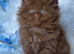 READY TO RESERVE Luxury pedigree male cinnamon/brown British longhair kitten