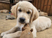 READY TO LEAVE Litter of Golden Retriver puppies