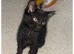 Salem the black beauty