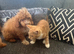 Absolutely stunning red cavapoos