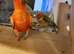 Sun Conure & Rosella