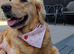7 gorgeous KC golden retriever puppies