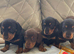 Dachshund puppys