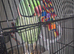 Alexandrian parrot