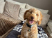 15 week cockapoo