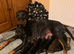 Royal KC Doberman puppies