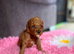F1BB Toy Cavapoo