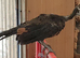 2026 java green cockbird