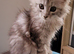 Tica registered maine coon kittens