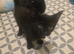 3 Playful kittens Wanting Their Forever homes