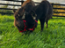 Pair of miniature Mediterranean colts