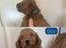 F1 Cockapoo Puppies