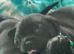 STAFFWIELLER PUPPIES