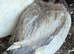 Drake call duck