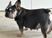 4 French bulldogs