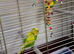 2 budgies and cage