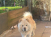 5 yr old in tact male chow chow