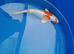 beautiful koi for sale from £5 each