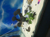 tropical fish,tank fish 185L