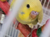 3 x YOUNG BUDGIES