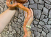 Hypo Corn Snake at Birmingham Reptiles