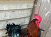 POL hens with black Copper Marron cock