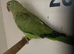 Adult green ringneck