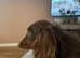 Stud dachshund