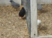 Button quail for new home FREE