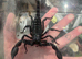 Borneo Forest Scorpion