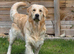 Golden Retriever puppy - Male - Must be KC registered NO puppy farms